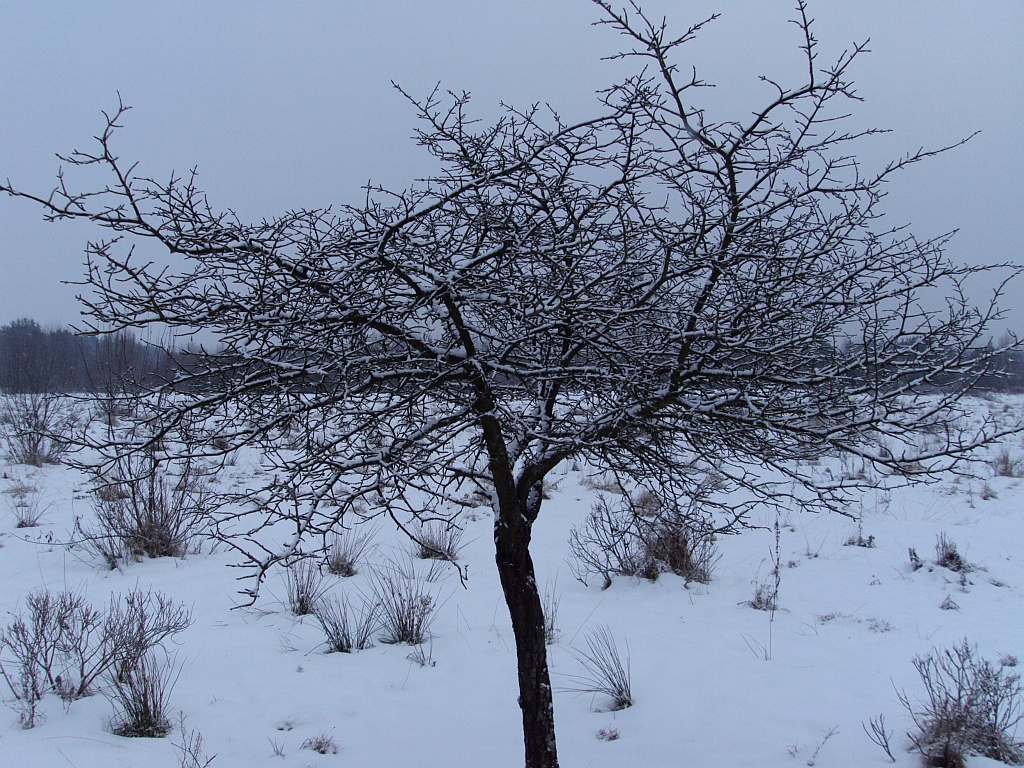 Dzika jabłoń nad Siemianówką