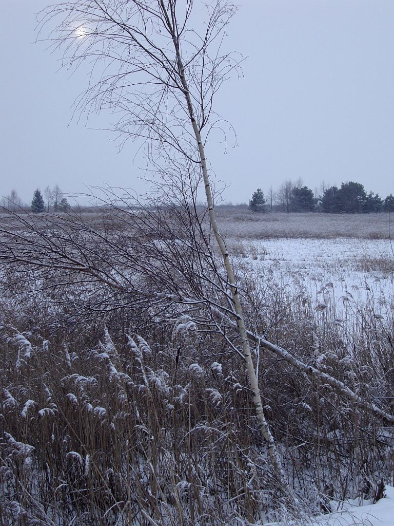 Trzcinowiska nad Siemianówką