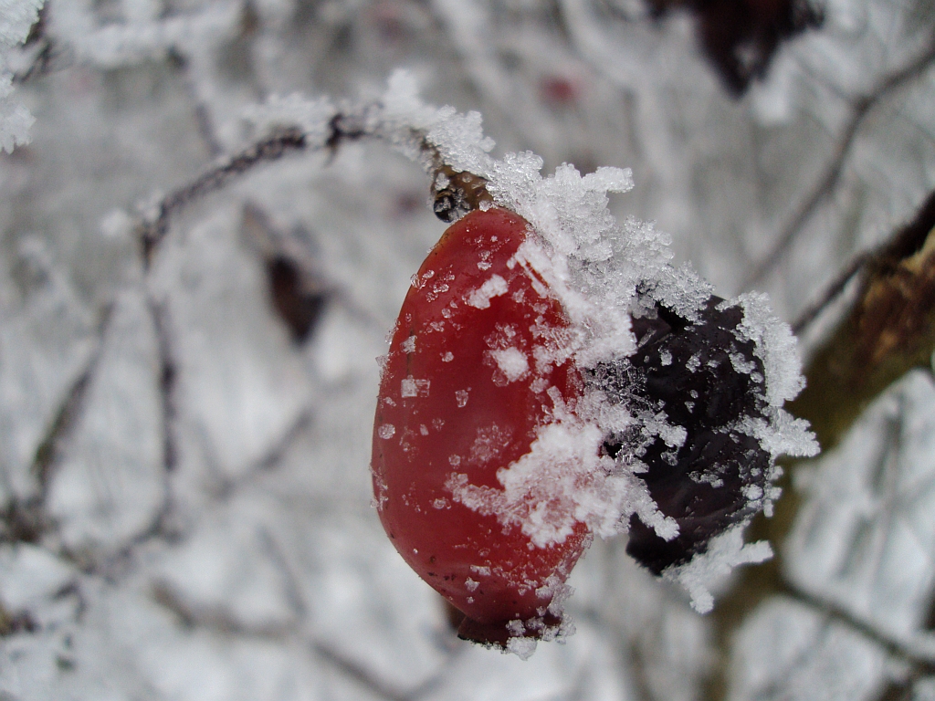 Róża dzika (Rosa canina L.)