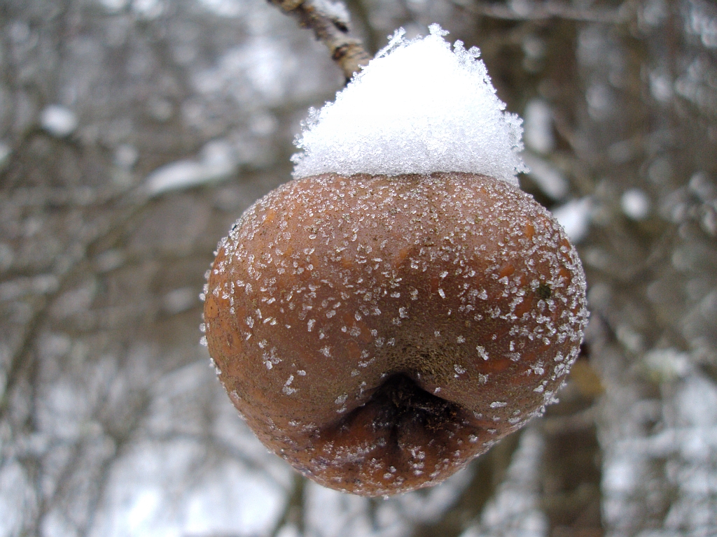 Jabłoń dzika, płonka, jabłoń rajska (Malus sylvestris)