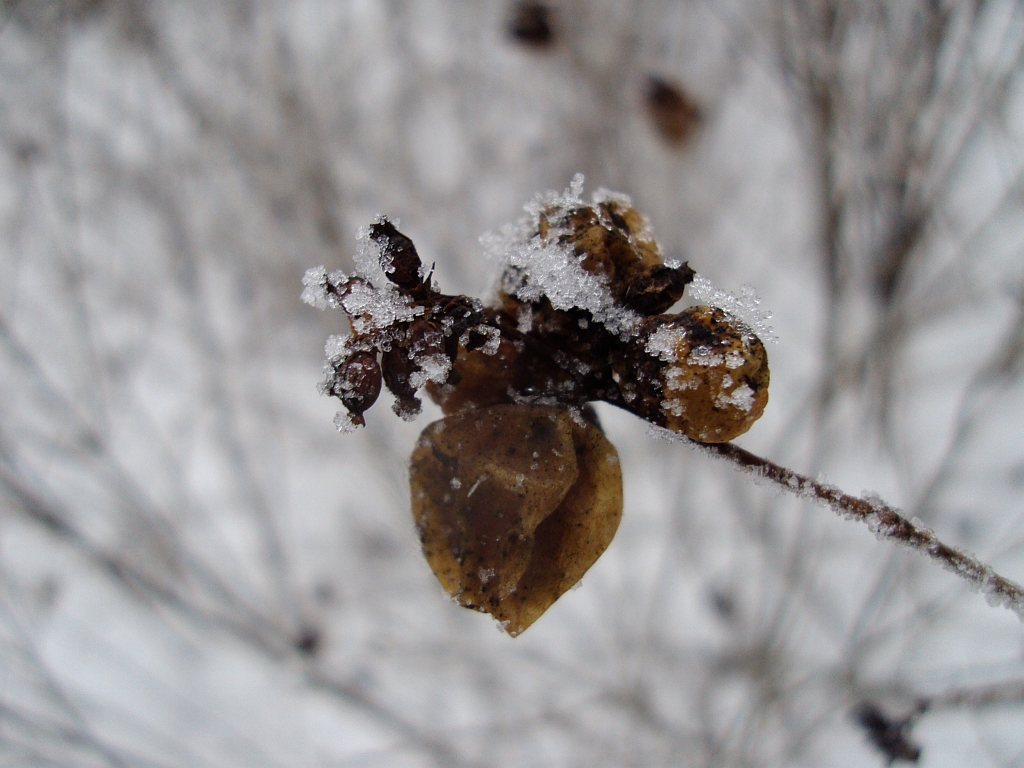 Białojagodowa, Śnieguliczka biała (Symphoricarpos albus)