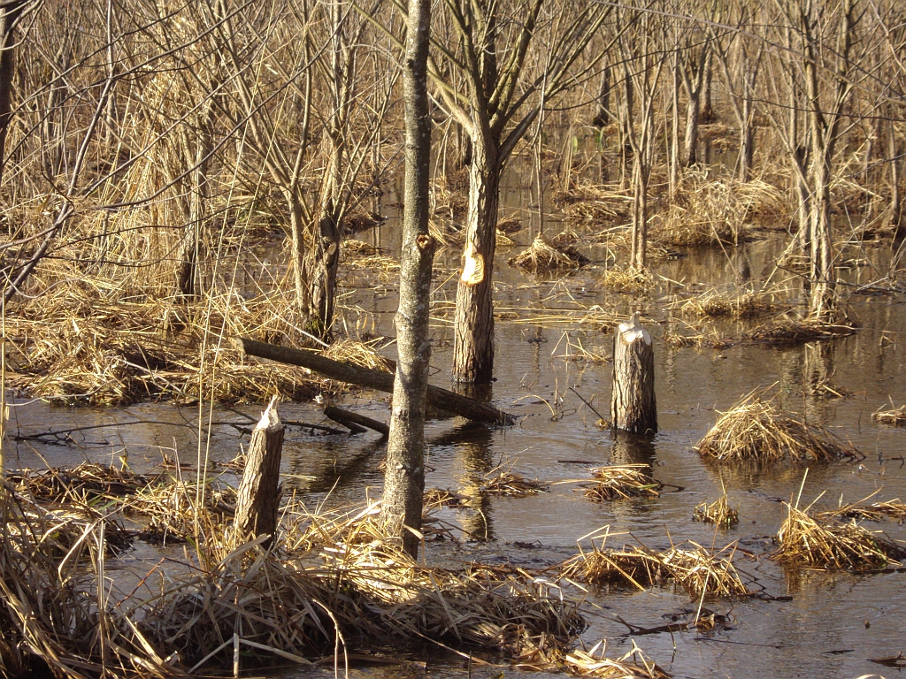 Mokradła i robota bobra