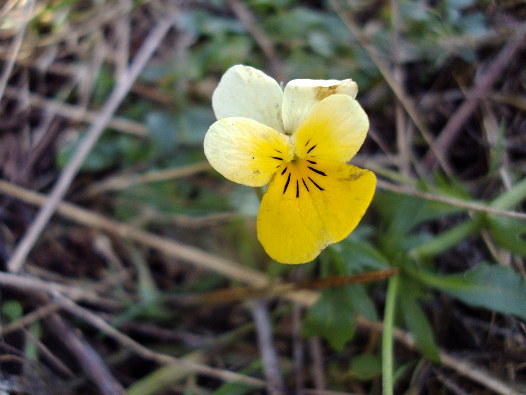 Fiołek polny (Viola arvensis Murr.)