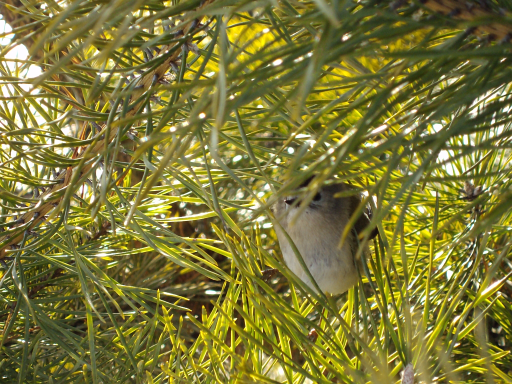 Mysikrólik zwyczajny (Regulus regulus)