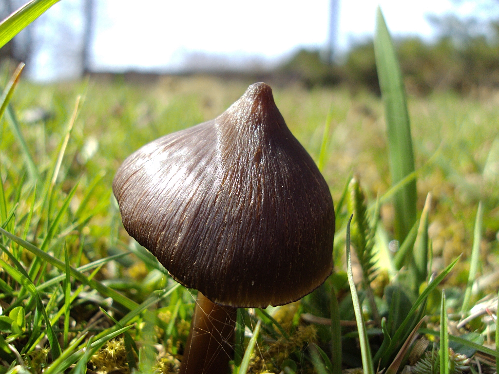 Wilgotnica czerniejąca (Hygrocybe conica)