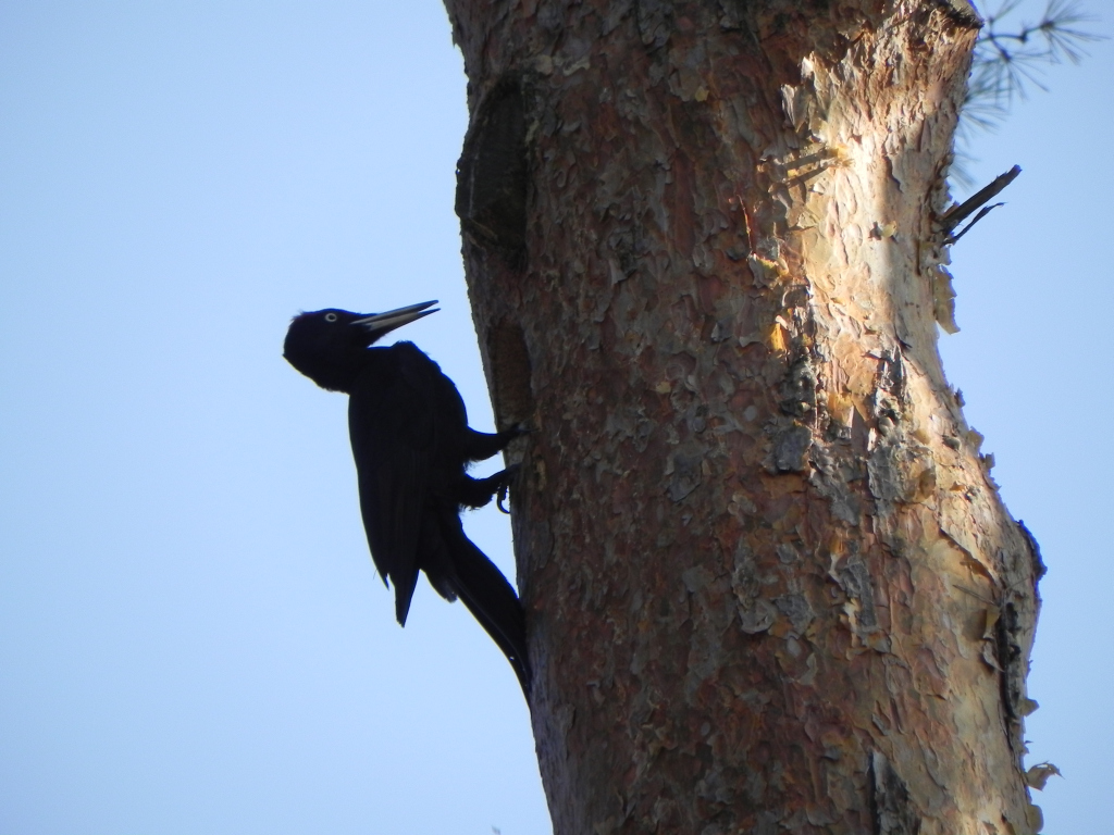 Dzięcioł czarny (Dryocopus martius)