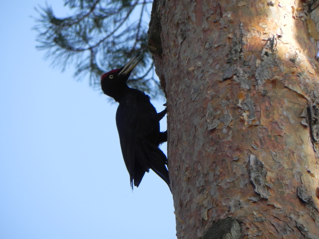 Dzięcioł czarny (Dryocopus martius)