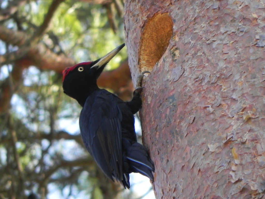 Dzięcioł czarny (Dryocopus martius)