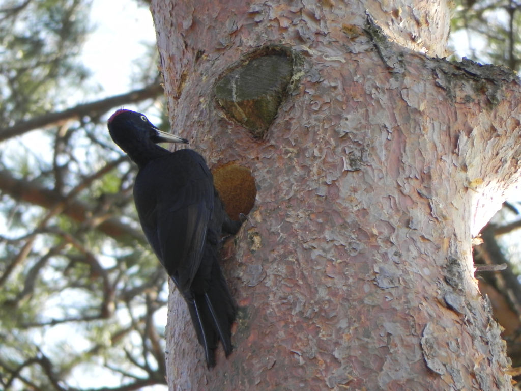 Dzięcioł czarny (Dryocopus martius)