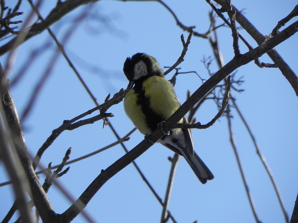 Bogatka, sikora bogatka (Parus major)