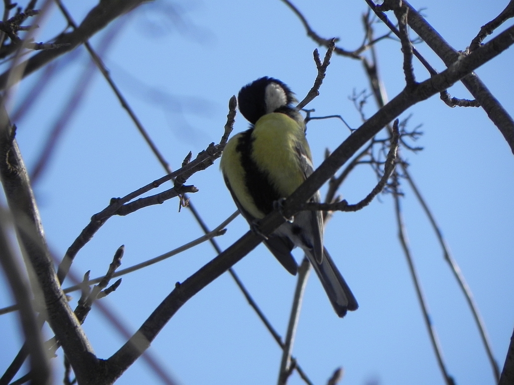 Bogatka, sikora bogatka (Parus major)