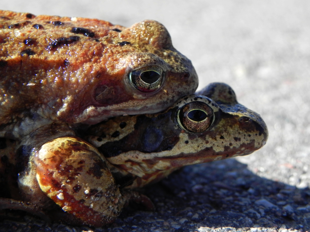 Żaba trawna (Rana temporaria)