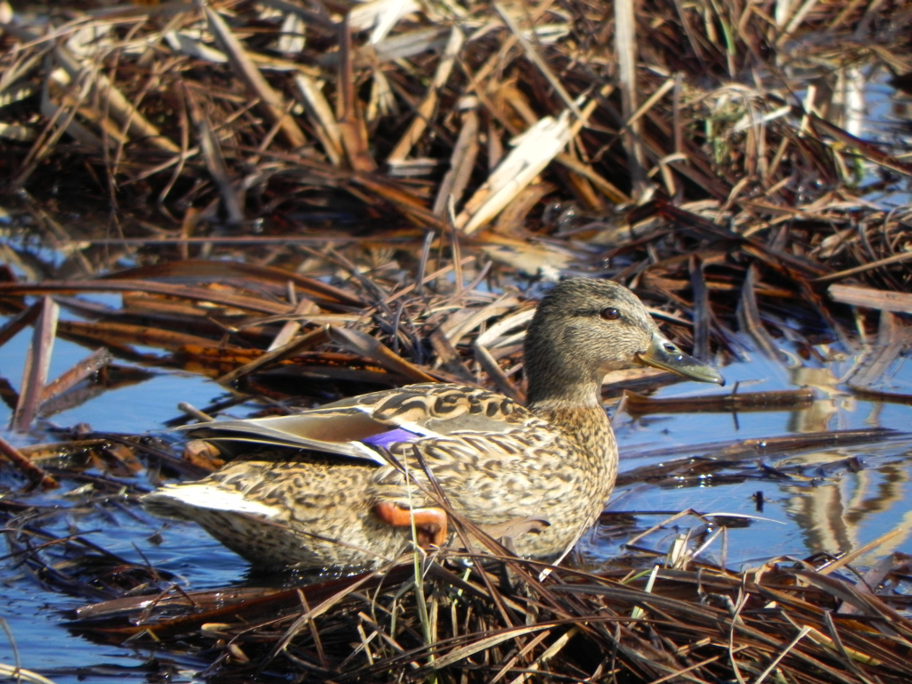 Krzyżówka, kaczka krzyżówka (Anas platyrhynchos)