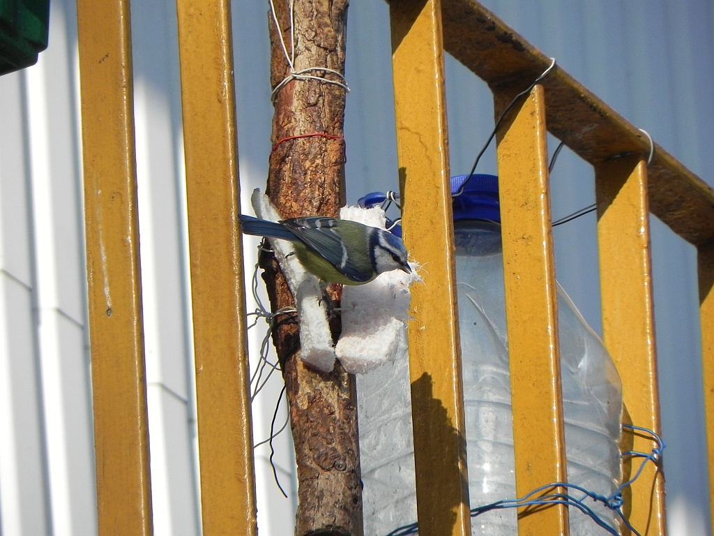 Modraszka, sikora modra (Cyanistes caeruleus syn. Parus caeruleus)