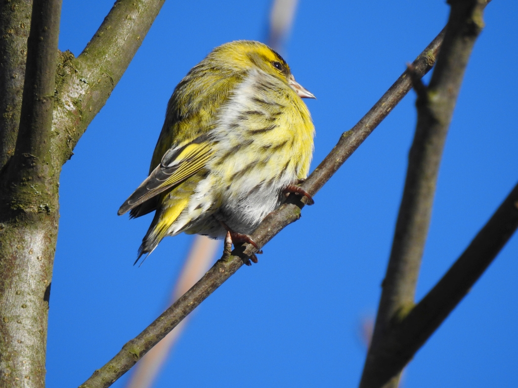 Czyż (Carduelis spinus)