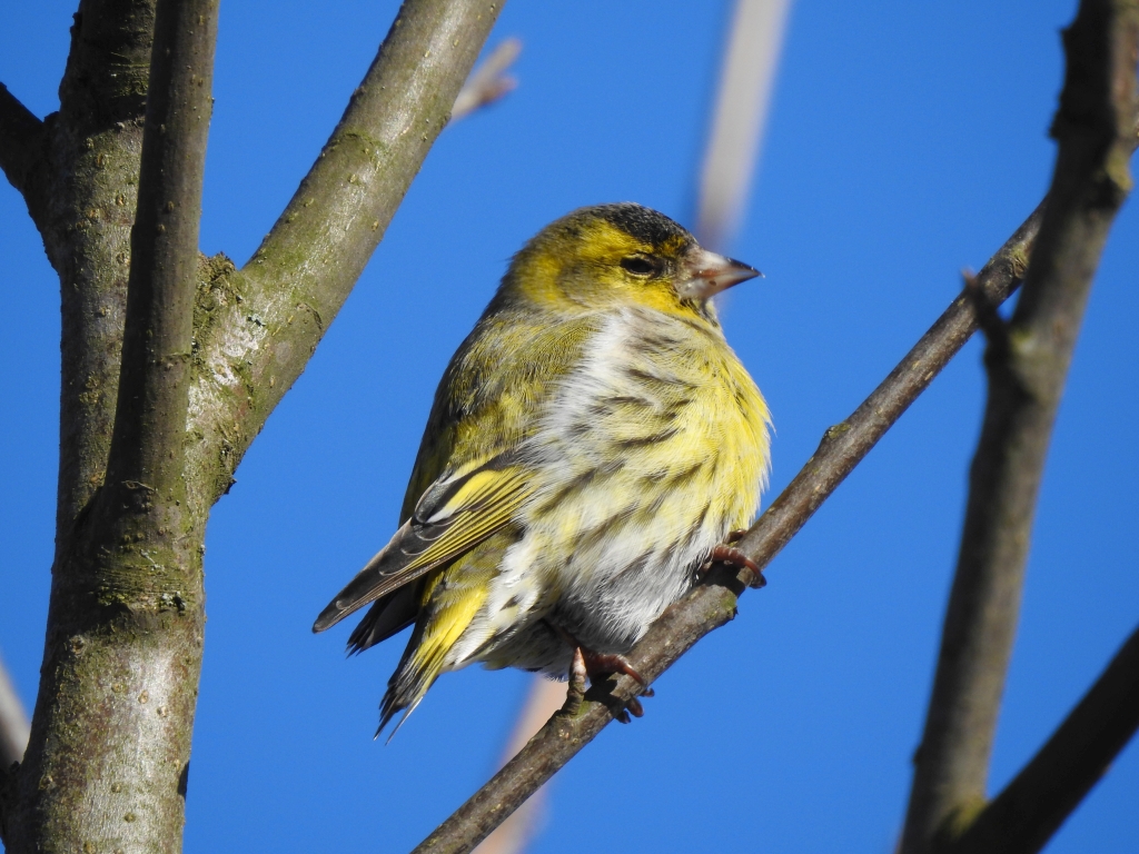 Czyż (Carduelis spinus)