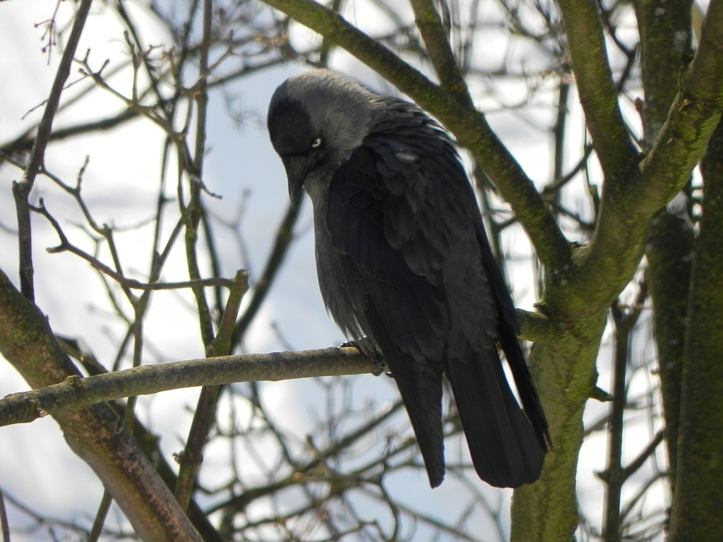 Kawka (Coloeus monedula)