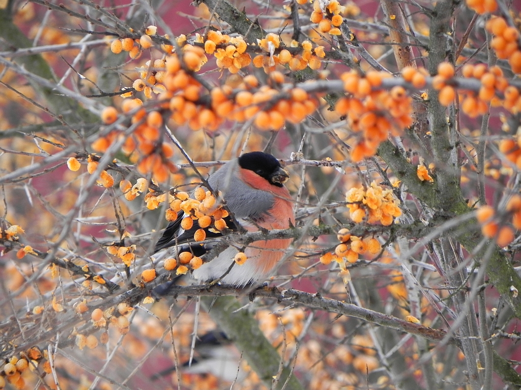 Gil (Pyrrhula pyrrhula)