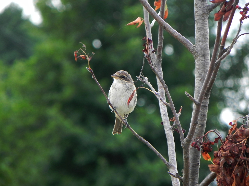 Gąsiorek, dzierzba gąsiorek (Lanius collurio)