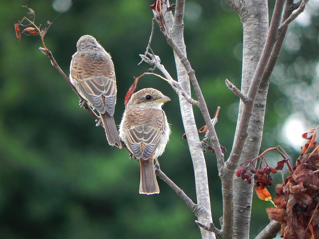 Gąsiorek, dzierzba gąsiorek (Lanius collurio)