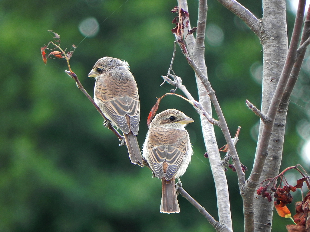 Gąsiorek, dzierzba gąsiorek (Lanius collurio)