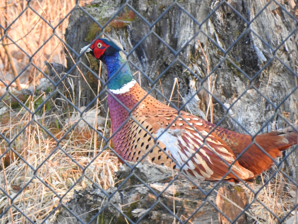 Bażant zwyczajny (Phasianus colchicus)