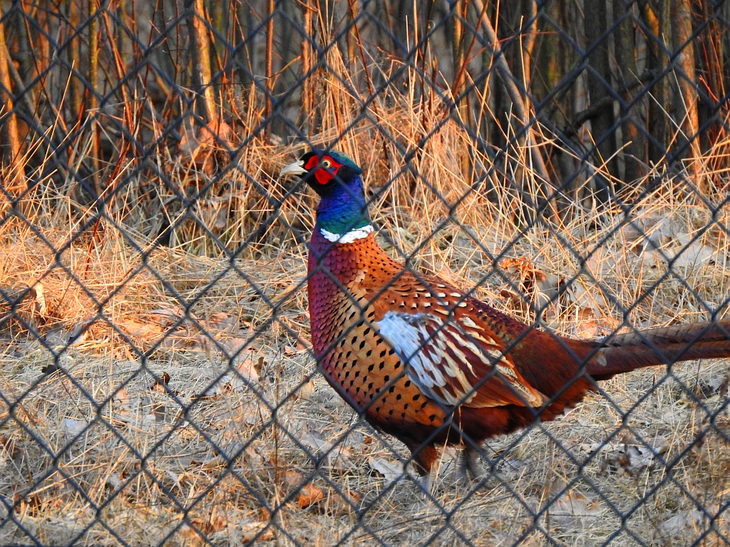 Bażant zwyczajny, bażant (Phasianus colchicus)