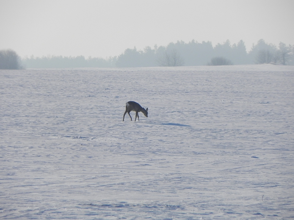 Sarna europejska (Capreolus capreolus)