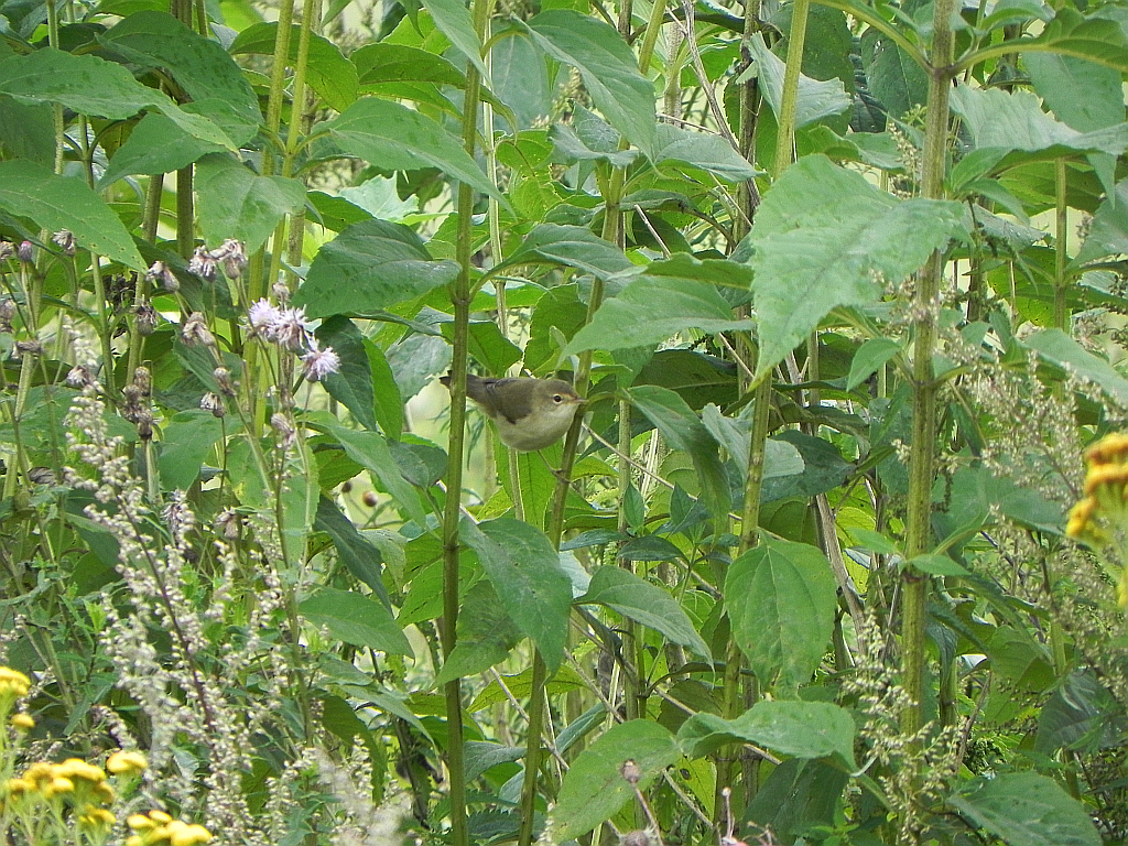 Piecuszek (Phylloscopus trochilus)