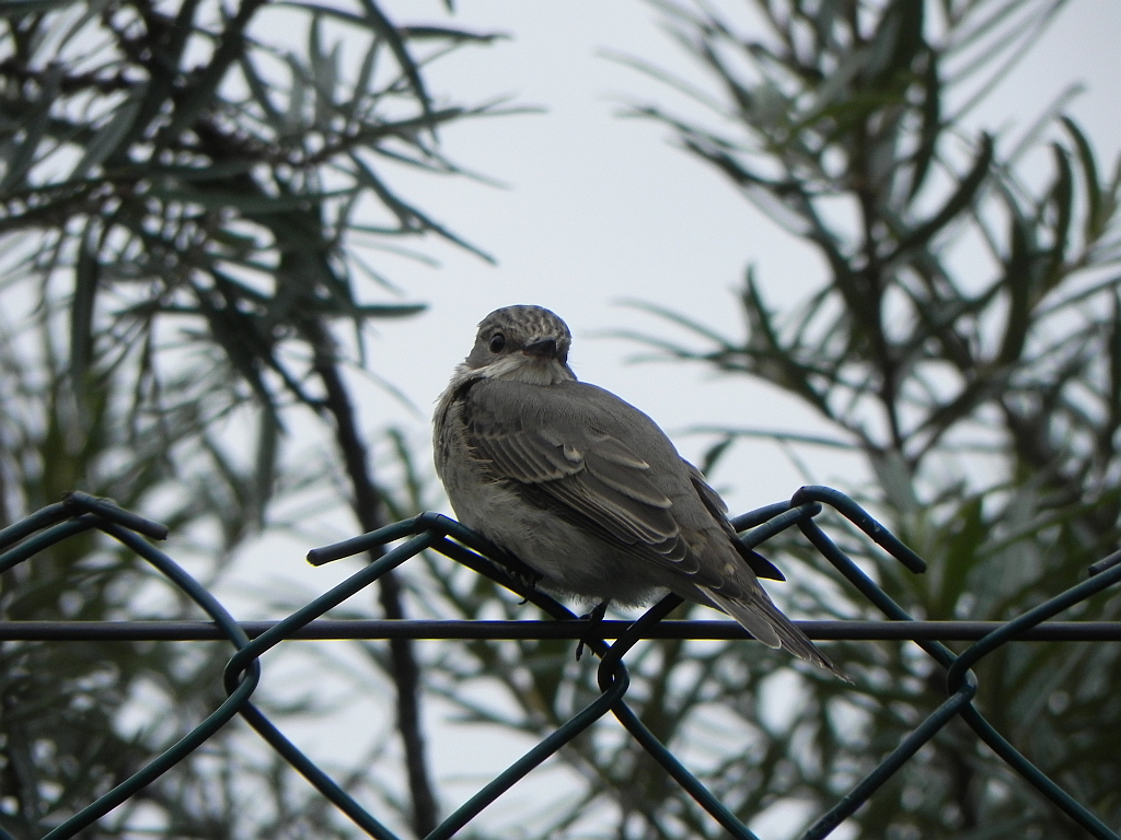 Muchołówka szara (Muscicapa striata)