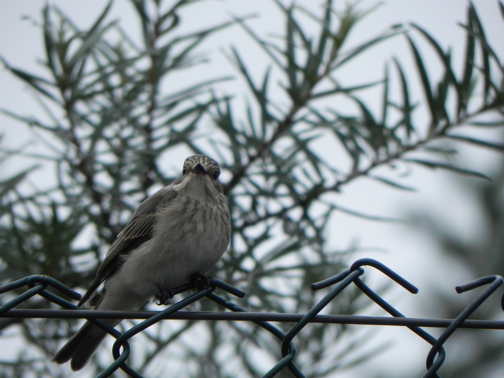 Muchołówka szara (Muscicapa striata)
