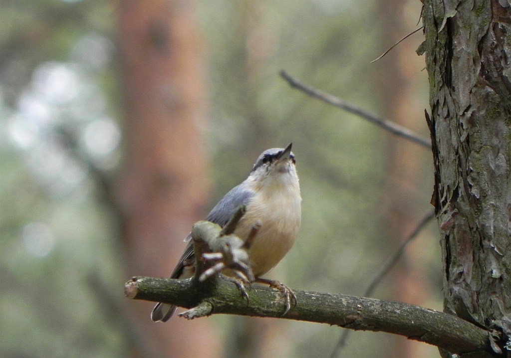 Kowalik, kowalik zwyczajny, bargiel (Sitta europaea)