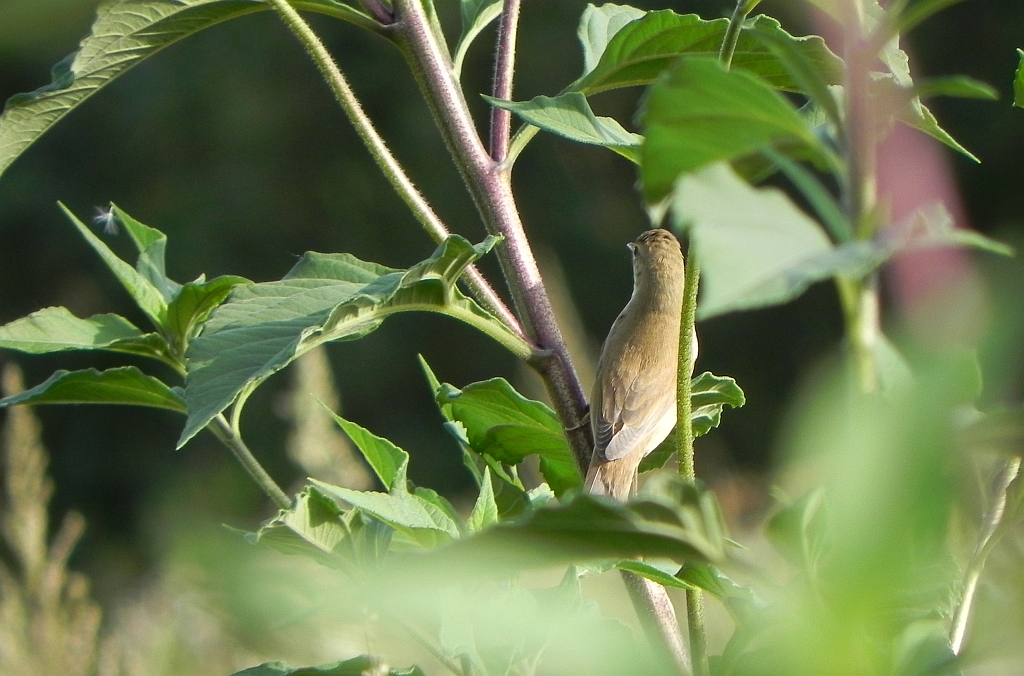 Łozówka (Acrocephalus palustris)