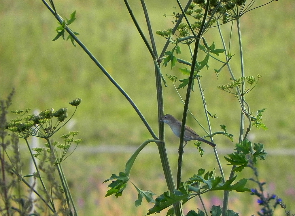 Cierniówka, pokrzewka cierniówka (Sylvia communis)