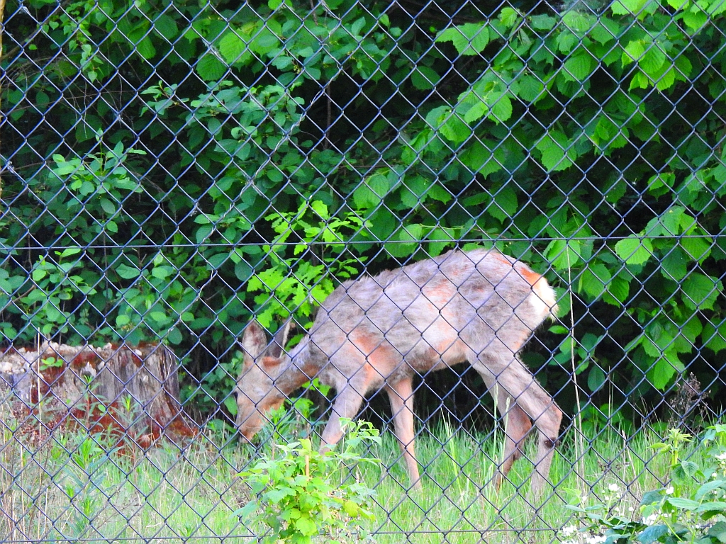 Sarna europejska (Capreolus capreolus)