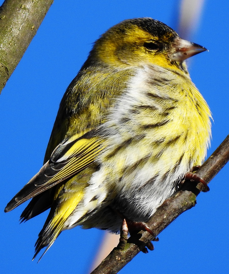 Czyż zwyczajny, czyż pospolity, czyżyk (Spinus spinus)