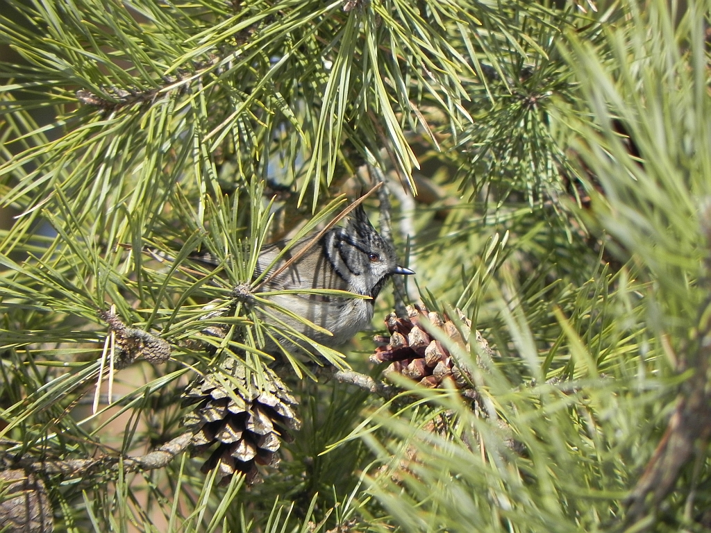 Czubatka, sikora czubata (Lophophanes cristatus syn. Parus cristatus)