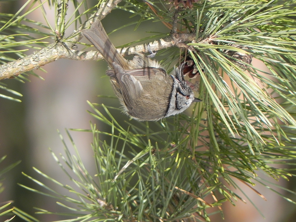 Czubatka, sikora czubata (Lophophanes cristatus syn. Parus cristatus)