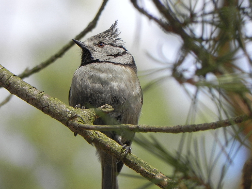Czubatka, sikora czubata (Lophophanes cristatus syn. Parus cristatus)