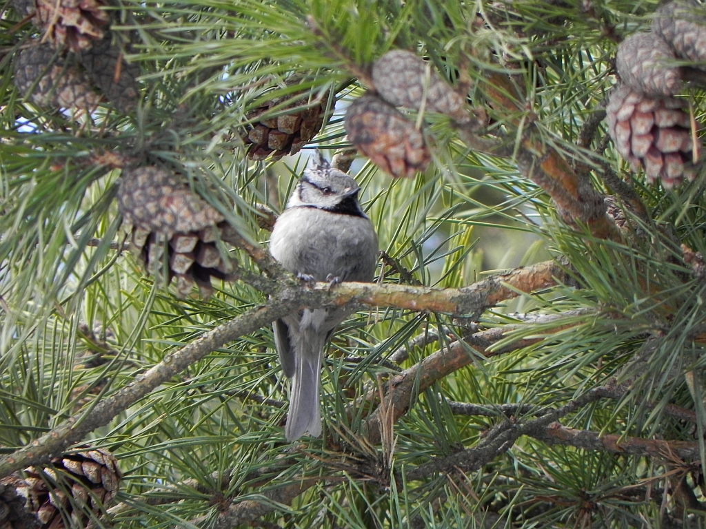 Czubatka, sikora czubata (Lophophanes cristatus syn. Parus cristatus)
