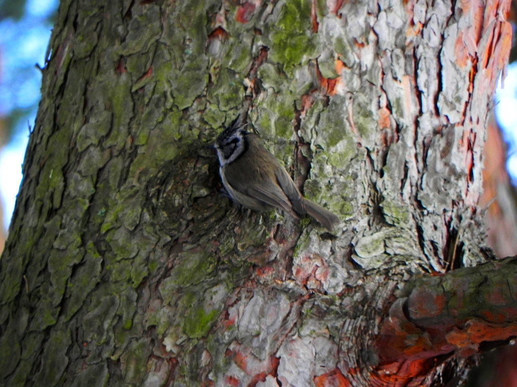Czubatka, sikora czubata (Lophophanes cristatus syn. Parus cristatus)