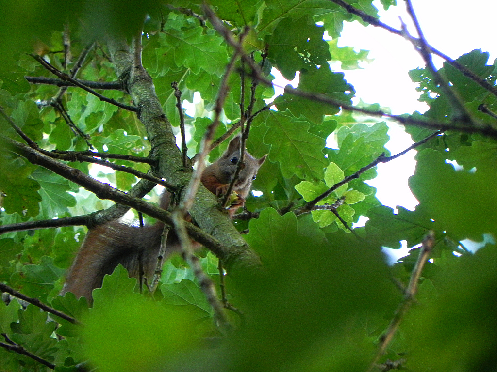 Wiewiórka pospolita, wiewiórka ruda (Sciurus vulgaris)
