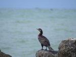 Kormoran zwyczajny, kormoran czarny (Phalacrocorax carbo)