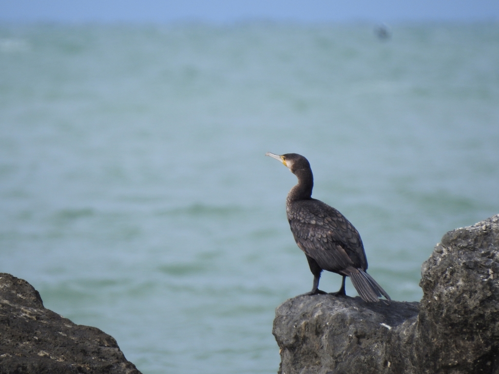 Kormoran zwyczajny, kormoran czarny (Phalacrocorax carbo)