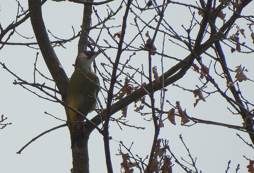 Dzięcioł zielony (Picus viridis)