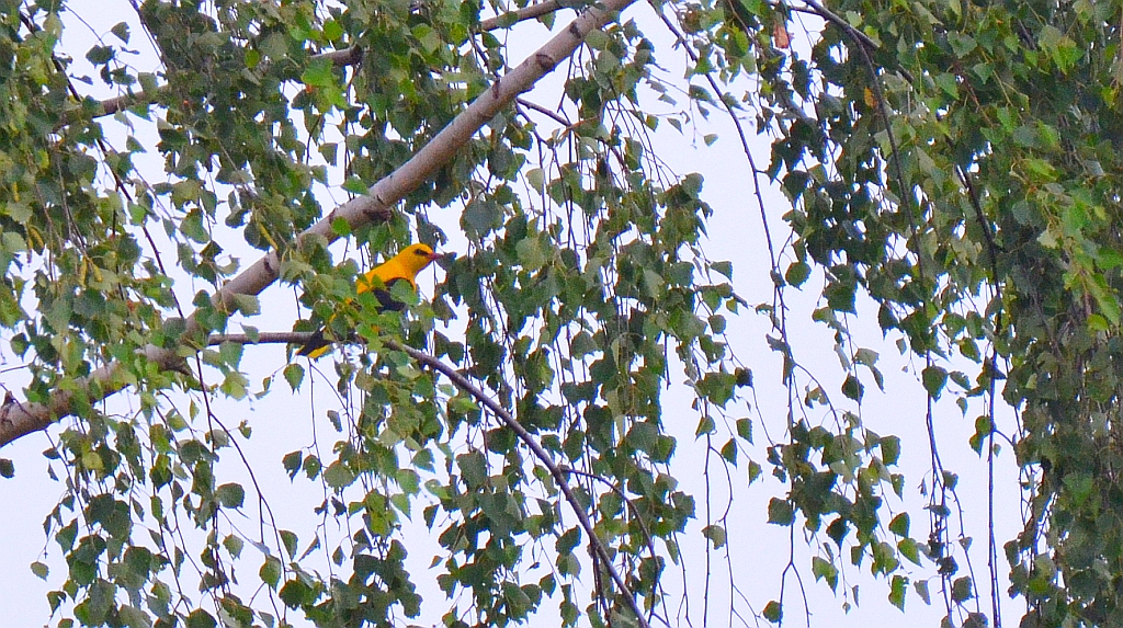 Wilga zwyczajna, wilga (Oriolus oriolus)