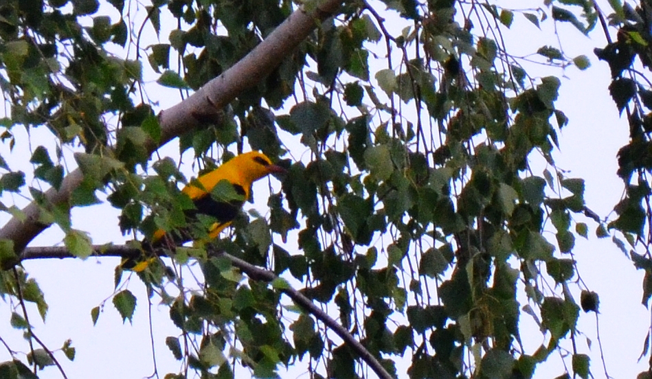 Wilga zwyczajna, wilga (Oriolus oriolus)