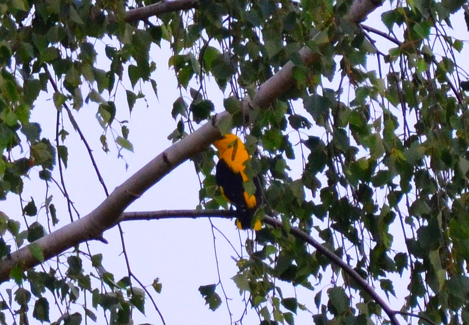 Wilga zwyczajna, wilga (Oriolus oriolus)