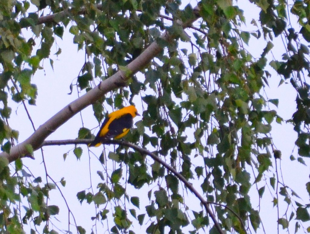 Wilga zwyczajna, wilga (Oriolus oriolus)