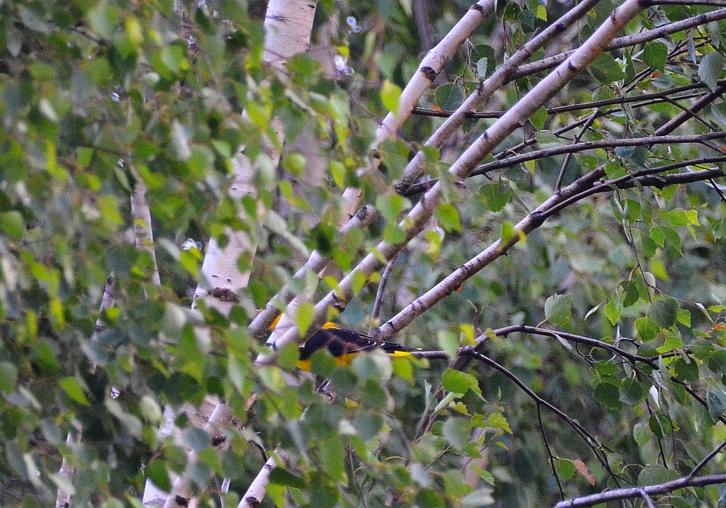 Wilga zwyczajna, wilga (Oriolus oriolus)